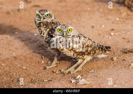 Zwei Grabens der Eulen (Athene cunicularia), thront Seite an Seite in der Nähe der Eingang in die Höhle; Casa Grande, Arizona, Vereinigte Staaten von Amerika Stockfoto