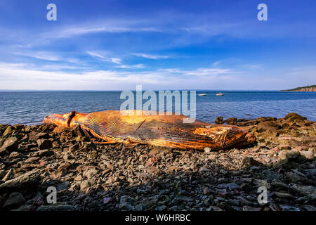 Strände Wale Schlachtkörper in der Bucht von Fundy, Nova Scotia, Kanada Stockfoto
