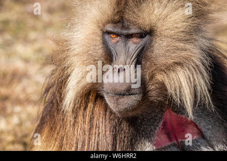 Männliche Gelada (Theropithecus gelada), Simien Nationalpark, Amhara Region, Äthiopien Stockfoto