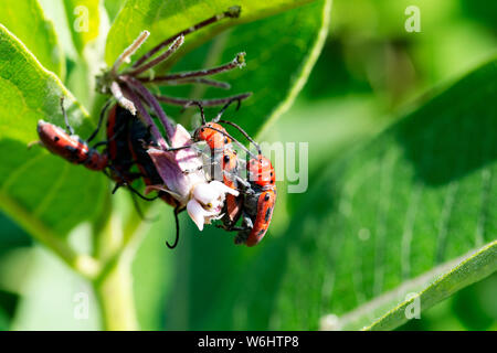 Rote Seidenpflanze Käfer (Tetraopes tetrophthalmus) in der Familie Cerambycidae auf Blätter des Gemeinsamen Seidenpflanze, Asclepias syriaca. Stockfoto