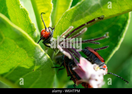Rote Seidenpflanze Käfer (Tetraopes tetrophthalmus) in der Familie Cerambycidae auf Blätter des Gemeinsamen Seidenpflanze, Asclepias syriaca. Stockfoto