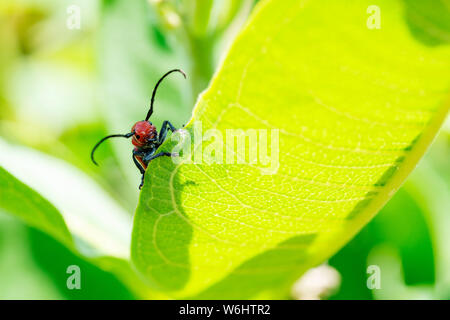 Rote Seidenpflanze Käfer (Tetraopes tetrophthalmus) in der Familie Cerambycidae auf Blätter des Gemeinsamen Seidenpflanze, Asclepias syriaca. Stockfoto