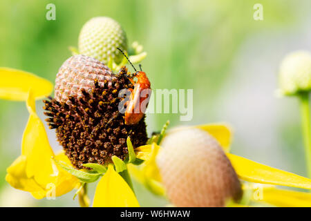 Leuchtend gelbe Cutleaf Coneflower in der Prärie. Rudbeckien baumannii - eine Spezies von blühenden Pflanze in der Aster Familie (Asteraceae). Sochan. Stockfoto