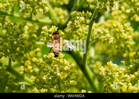 Honigbiene bestäubt auf glänzenden Sumac grünlich-gelbe Blumen in voller Blüte. Rhus Copallinum - Laub blühenden Baum in Cashew Familie Anacardiaceae. Stockfoto