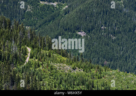 Oder: Douglas County, Cascades Crest, Diamond Peak. Eine Protokollierung Straße führt durch Wälder unter Diamond Peak Stockfoto