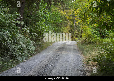 Oder: Douglas County, Umpqua Valley, Buffalo. Eine Schotterstraße führt durch Wälder östlich von Buffalo Büro des Land-Managements (BLM) Lands eingeben Stockfoto