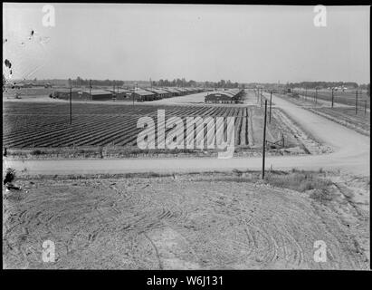 Jerome Relocation Center, Dermott, Arkansas. Radieschen und Senf in den Patch sofort w prahlen. . .; Umfang und Inhalt: Der vollständige Titel für dieses Foto liest: Jerome Relocation Center, Dermott, Arkansas. Radieschen und Senf in der brag Patch unmittelbar westlich des Verwaltungsgebäudes. Hinweis Bewässerung Vollendung von einem Feuer - Hydranten. Stockfoto