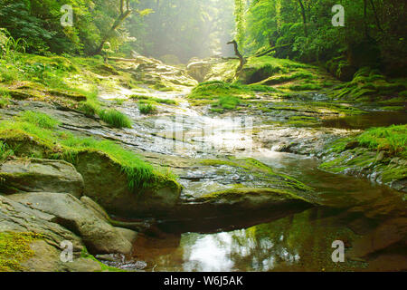 Frisches Grün Kikuchi Schlucht, Präfektur Kumamoto, Japan Stockfoto