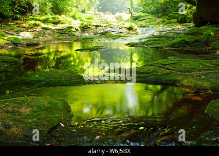 Frisches Grün Kikuchi Schlucht, Präfektur Kumamoto, Japan Stockfoto