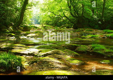 Frisches Grün Kikuchi Schlucht, Präfektur Kumamoto, Japan Stockfoto