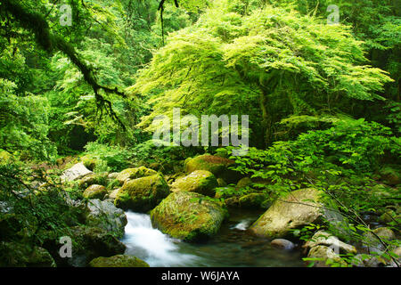 Frisches Grün Kikuchi Schlucht, Präfektur Kumamoto, Japan Stockfoto