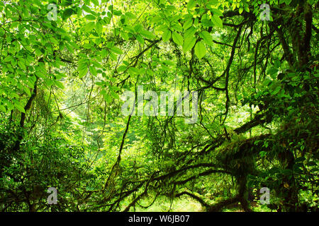 Frisches Grün Kikuchi Schlucht, Präfektur Kumamoto, Japan Stockfoto