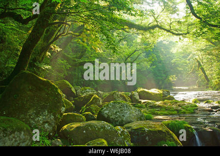 Frisches Grün Kikuchi Schlucht, Präfektur Kumamoto, Japan Stockfoto