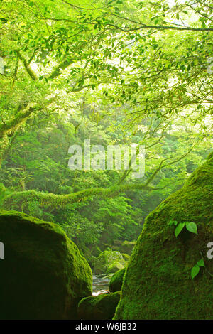 Frisches Grün Kikuchi Schlucht, Präfektur Kumamoto, Japan Stockfoto