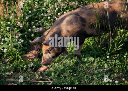 Kleines Hausschwein einen Snack im Gras Stockfoto