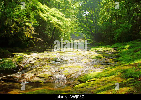 Frisches Grün Kikuchi Schlucht, Präfektur Kumamoto, Japan Stockfoto