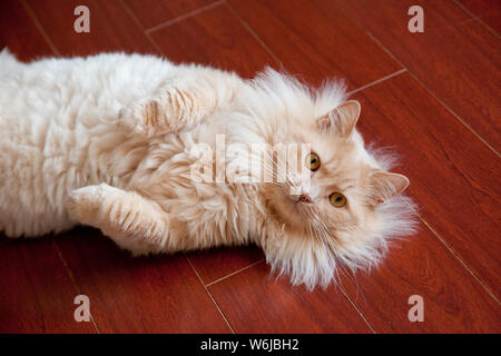 Gelbe orange Katze posieren für die Kamera zeigt seine Pfoten Stockfoto