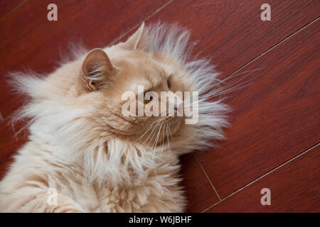 Cute Kitty zur Seite mit Kopie Raum suchen auf dem Boden Stockfoto