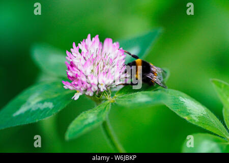 Honey Bee und Rotklee Stockfoto