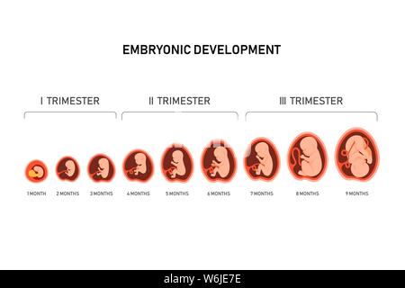 Schwangerschaft fetale Fötus Entwicklung. Embryonale Monat Stufe Wachstum von Monat zu Monat Zyklus von 1 bis 9 Monaten nach der Geburt. Medizinische Infografik Elemente Stock Vektor