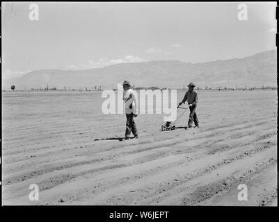 Manzanar Relocation Center, Manzanar, Kalifornien. Hank Oba, 19 (links) und Ken Oba, 20, Brüder fr. . .; Umfang und Inhalt: Der vollständige Titel für dieses Foto lautet: manzanar Relocation Center, Manzanar, Kalifornien. Hank Oba, 19 (links) und Ken Oba, 20, Brüder aus Venedig, in Kalifornien, in Betrieb eine hand Pflanzmaschine für die Aussaat Zwiebel Samen an der Relocation Center zusammenarbeiten. Stockfoto