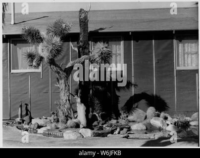 Manzanar Relocation Center, Manzanar, Kalifornien. William Katsuki, ehemaliger professioneller Landschaft ga. . .; Umfang und Inhalt: Der vollständige Titel für dieses Foto lautet: manzanar Relocation Center, Manzanar, Kalifornien. William Katsuki, ehemaliger professioneller Landschaftsgärtner für Großsiedlungen in Südkalifornien, zeigt sein Geschick und Einfallsreichtum bei der Erstellung von Materialien in der Nähe, eine Wüste Garten neben seinem Haus in der Kaserne an diesem Krieg Relocation Authority center. Stockfoto