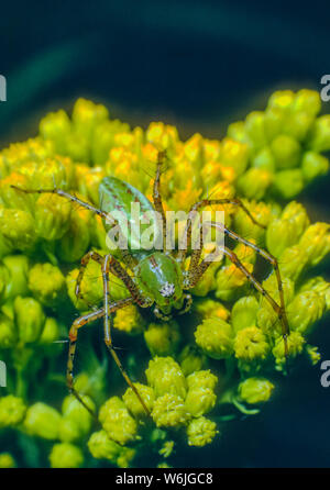 Green Lynx spider (Peucetia viridans) wartet auf Beute blühender Strauch in Südkalifornien, uns zu ergreifen. Aus original Kodachrome Transparenz. Stockfoto