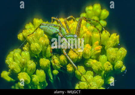 Green Lynx spider (Peucetia viridans) wartet auf Beute blühender Strauch in Südkalifornien, uns zu ergreifen. Aus original Kodachrome Transparenz. Stockfoto