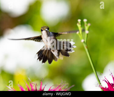 Eine unreife männliche Ruby throated hummingbird schwebt über einige Biene Balsam Blumen in einem Garten in Spekulant, NY, USA Stockfoto