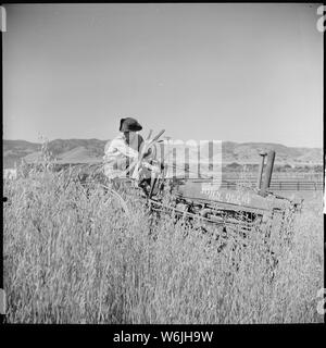 Monterey County, Kalifornien. Die ländliche Jugend. Mechanisierung; die landwirtschaftlichen Mitarbeiter. Eine lokale Salinas Valley Jugend, geschickt in die mechanische Funktion. Januar 1940 von der High School graduierte, er wurde seitdem kontinuierlich als Traktorfahrer angestellt Stockfoto