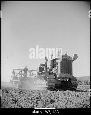 Monterey County, Kalifornien. Die ländliche Jugend. Mechanisierung; die landwirtschaftlichen Mitarbeiter. Nivellierung ein Feld. Den Kollegen auf der Nivellierer muss eine exakte Auge, vielleicht bis drei Zoll von Schmutz an einem Ort aufheben und es so weit wie hundert Yards entfernt verteilen. Dieses Feld wurde ursprünglich so, dass keine Umfrage waren ausgeführt werden und alle die Nivellierung wurde von Auge getan. Die Scheinwerfer auf die Katze zeigen, dass obwohl die Betreiber nur in Schichten arbeiten, kann der Traktor Tag und Nacht arbeiten können - und nicht Stockfoto