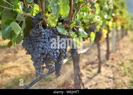 Tropfbewässerung roten Weintrauben. Umweltfreundlich, Wasser sparen, tropfbewässerung System in einem Weinberg im Okanagan Valley, Briti verwendet Stockfoto