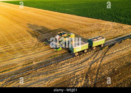 Luftaufnahme, Mähdrescher, der in der Abendsonne in einem trockenen Bereich mit viel Staub, Wetterau, Hessen, Deutschland Stockfoto