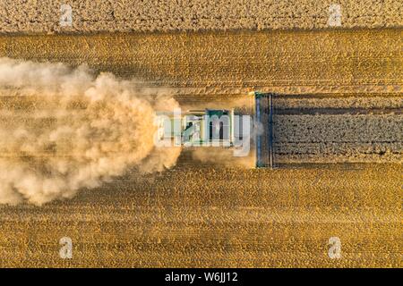 Luftaufnahme, Mähdrescher, der in der Abendsonne in einem trockenen Bereich mit viel Staub, Wetterau, Hessen, Deutschland Stockfoto
