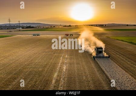 Luftaufnahme, Mähdrescher, der in der Abendsonne in einem trockenen Bereich mit viel Staub, Wetterau, Hessen, Deutschland Stockfoto