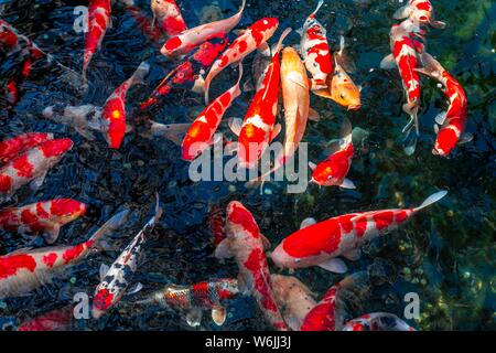 Koi Karpfen in einem Teich, buddhistische Tempel Senso-ji Tempel, Asakusa, Tokyo, Japan Stockfoto