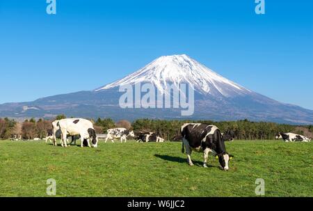 Schwarze und weiße Kühe auf einer grünen Weide vor Vulkan Mt. Fuji, Yamanashi Präfektur, Japan Stockfoto