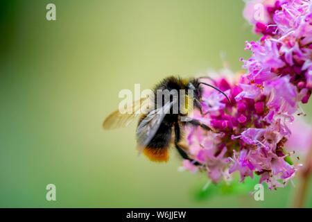 Hummel (BOMBUS) auf lila Blüte, wilder Majoran (Origanum vulgare), Nahaufnahme, Bayern, Deutschland Stockfoto