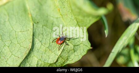 Weibliche Zecke, Castor Bean Zecke (Ixodes ricinus) lauert auf einem Blatt, Bayern, Deutschland Stockfoto