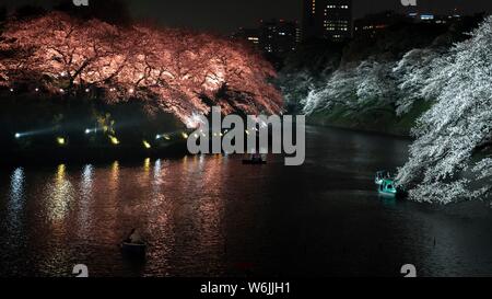 Kanal mit farbig beleuchtete Kirschbäume am Ufer in der Nacht, japanische Kirschblüte im Frühling, Hanami Festival, Chidorigafuchi Grüner Weg Stockfoto