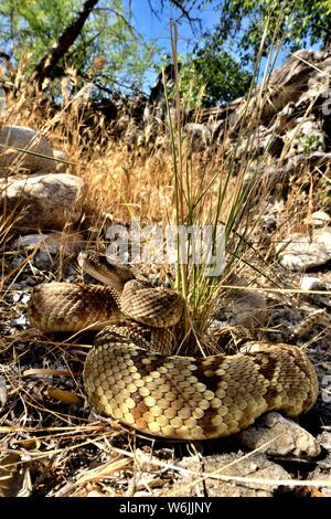 Schwarz-tailed rattlesanke (Crotalus molossus) Chiricahua Mountains, Arizona, USA Stockfoto