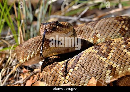 Schwarz-tailed rattlesanke (Crotalus molossus) Chiricahua Mountains, Arizona, USA Stockfoto