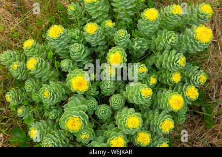 Roseroot (Rhodiola rosea), Elliston der Papageitaucher, Elliston, Neufundland und Labrador, Kanada Stockfoto