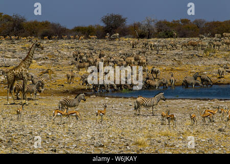 Herde von zebraand Eine einsame Giraffe am Wasserloch, Etosha National Park Stockfoto