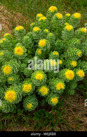 Roseroot (Rhodiola rosea), Elliston der Papageitaucher, Elliston, Neufundland und Labrador, Kanada Stockfoto