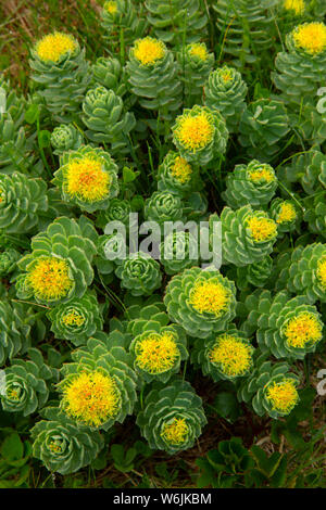 Roseroot (Rhodiola rosea), Elliston der Papageitaucher, Elliston, Neufundland und Labrador, Kanada Stockfoto