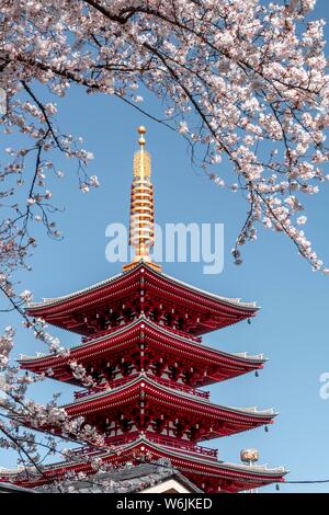 5-stöckige Pagode, japanische Kirschblüte, buddhistische Tempel Komplex, Senso-ji Tempel, Asakusa, Tokyo, Japan Stockfoto