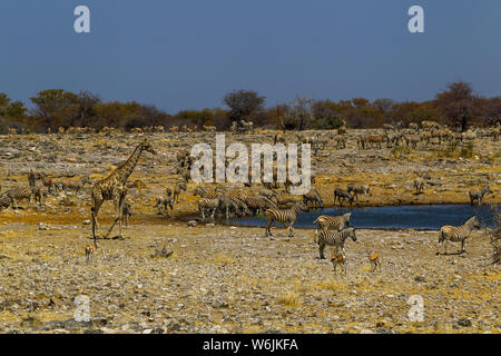 Herde von zebraand Eine einsame Giraffe am Wasserloch, Etosha National Park Stockfoto