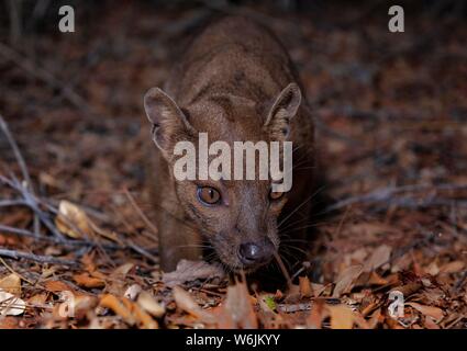 Fossa (Cryptoprocta ferox) in den trockenen Wäldern von West-Madagascar, Madagaskar Stockfoto