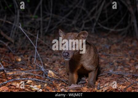 Fossa (Cryptoprocta ferox) in den trockenen Wäldern von West-Madagascar, Madagaskar Stockfoto